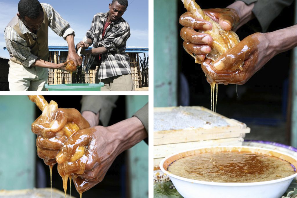 استخراج عسل از موم در آفریقا با دست_اکستراکت عسل با دست