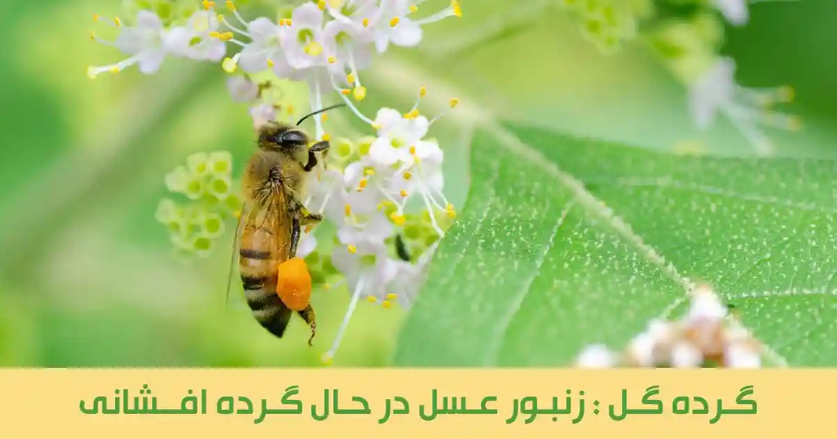 زنبور عسل در حال گرده افشانی