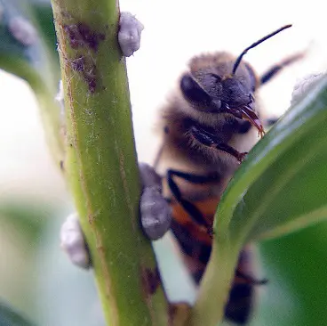 عسلک زنبور عسل