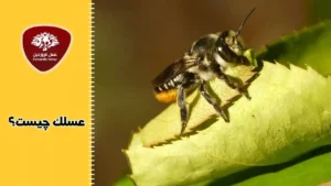 نوشیدن شیرابه گیاه توسط زنبور عسل- عسلک