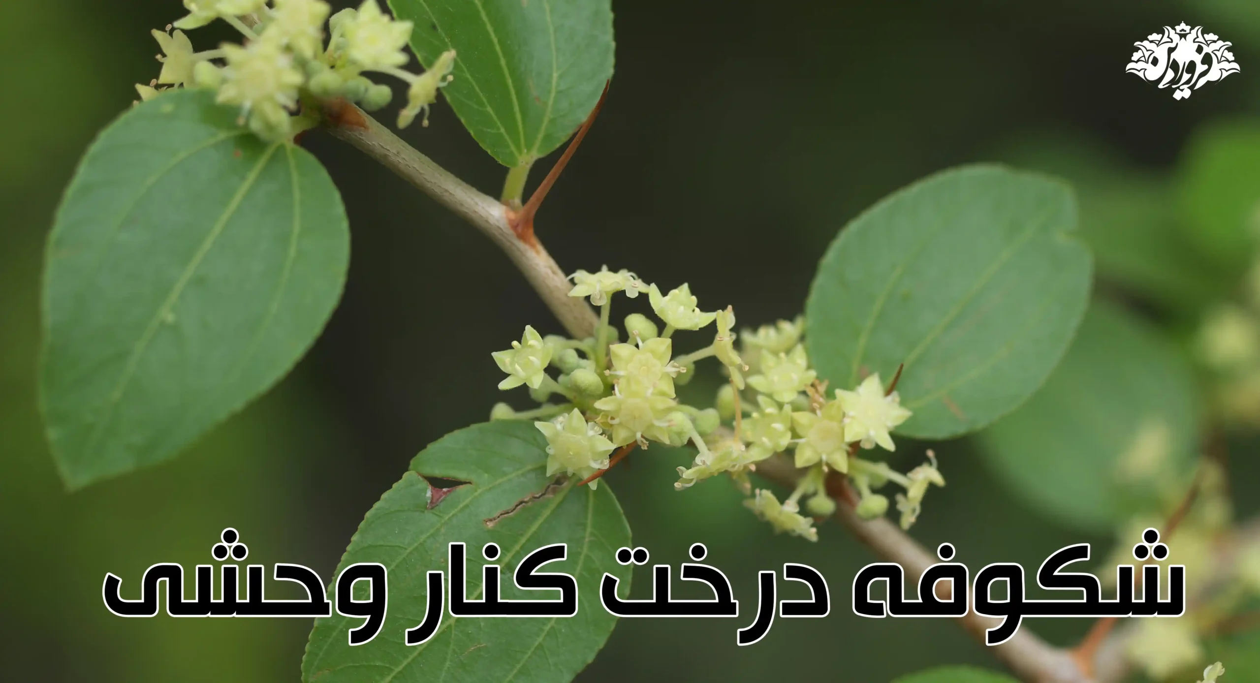 شکوفه درخت کنار ایرانی