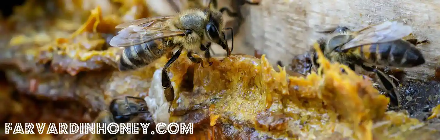 زنبور عسل در حال تولید بره موم