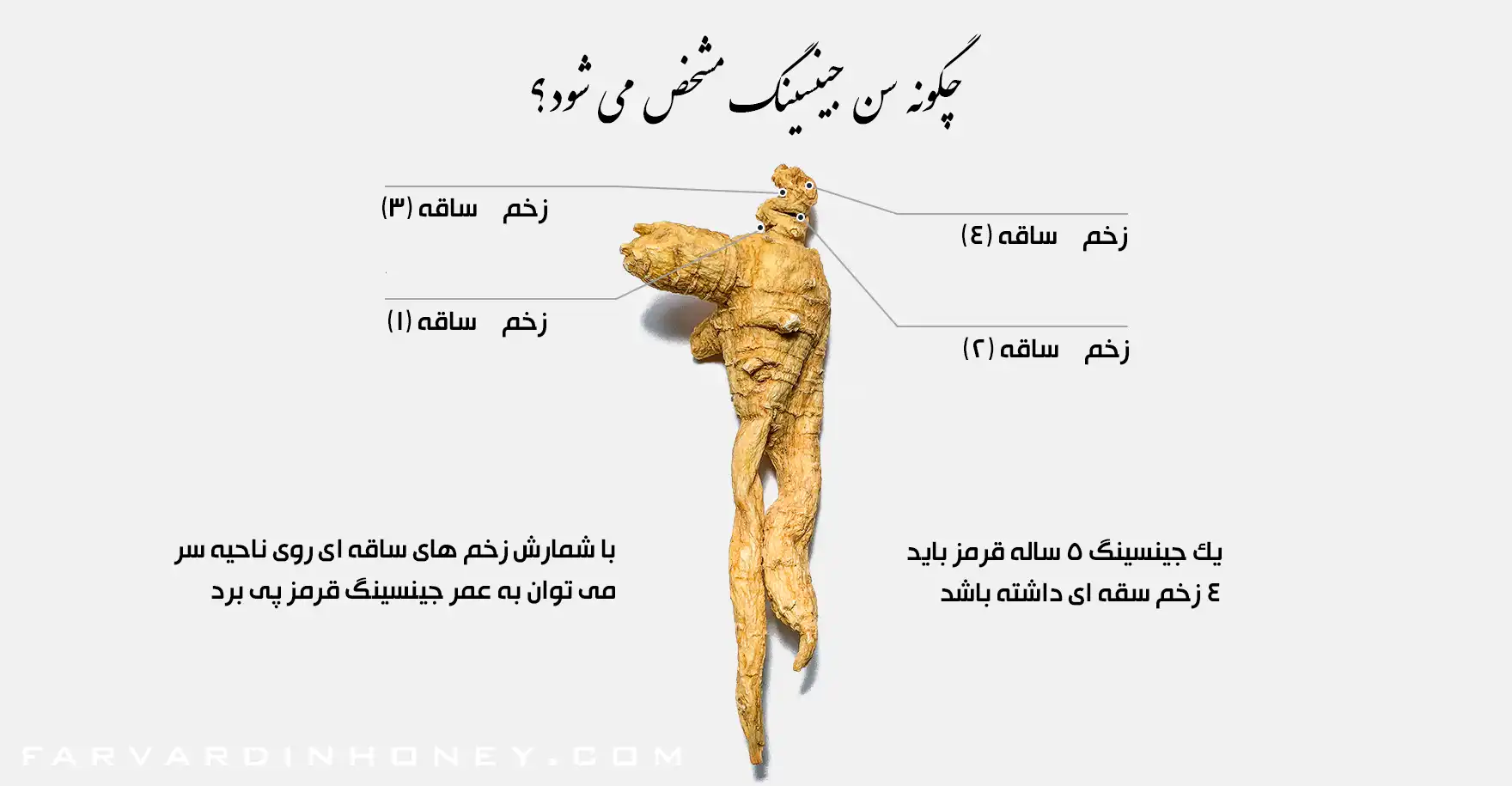 سن جینسینگ عمر جینسینگ کیفیت سنجی جینسینگ | دانشنامه و فروشگاه عسل طبیعی و خرید ژل رویال اصل | عسل فروردین