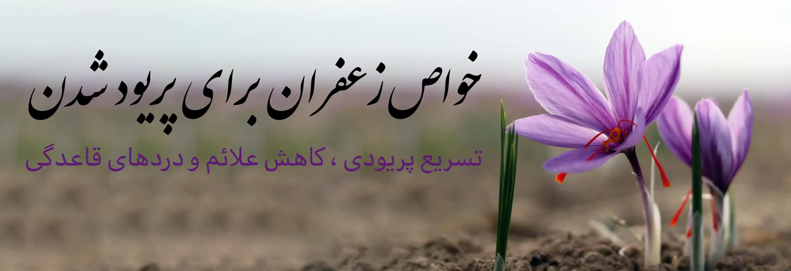 خواص زعفران برای پریود شدن_زعفران برای پریودی